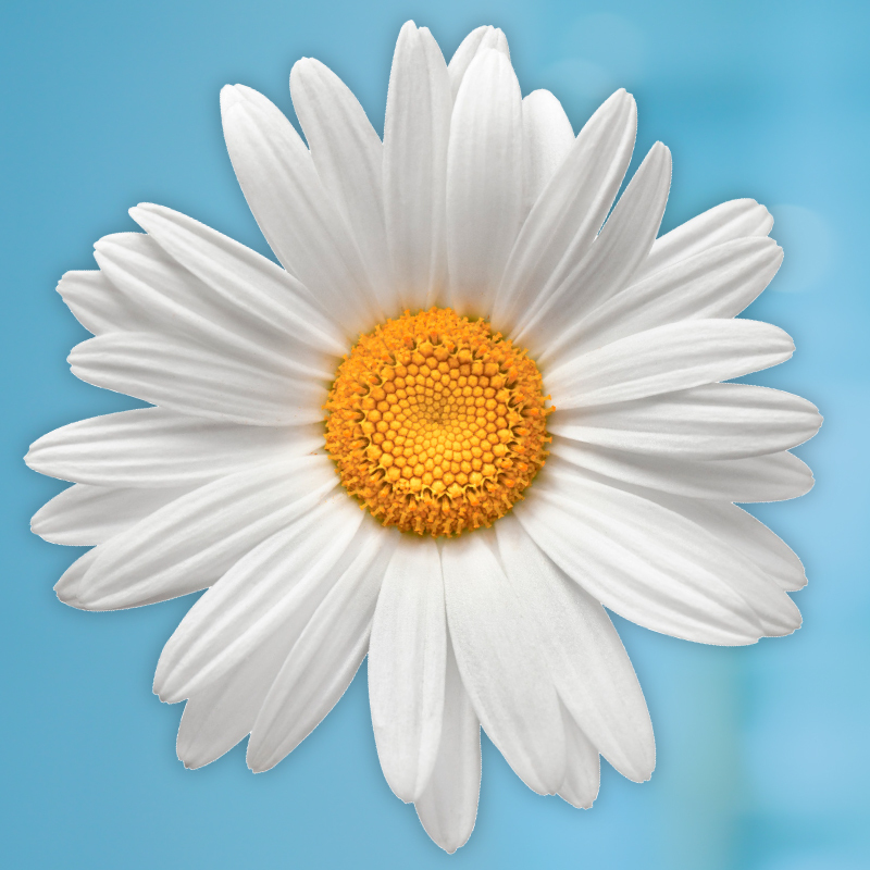 daisy icon