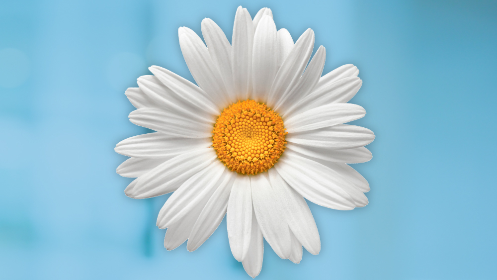 daisy icon