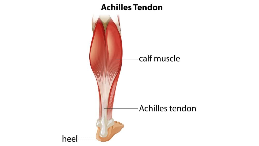 Medical illustration of Achilles tendon