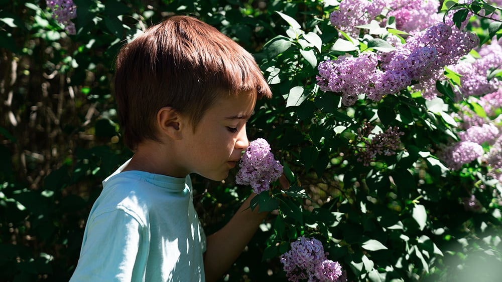 Child smelling lilac flowers eyes closed
