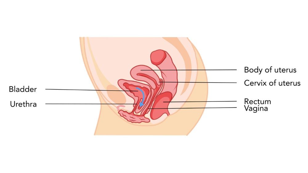 Illustration of bladder prolapse