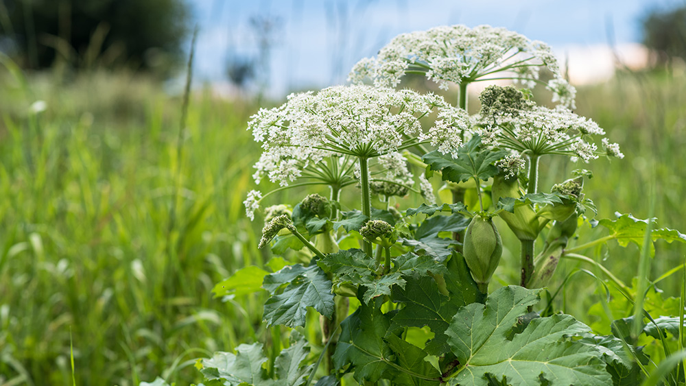 White flowers and green leaves in a field