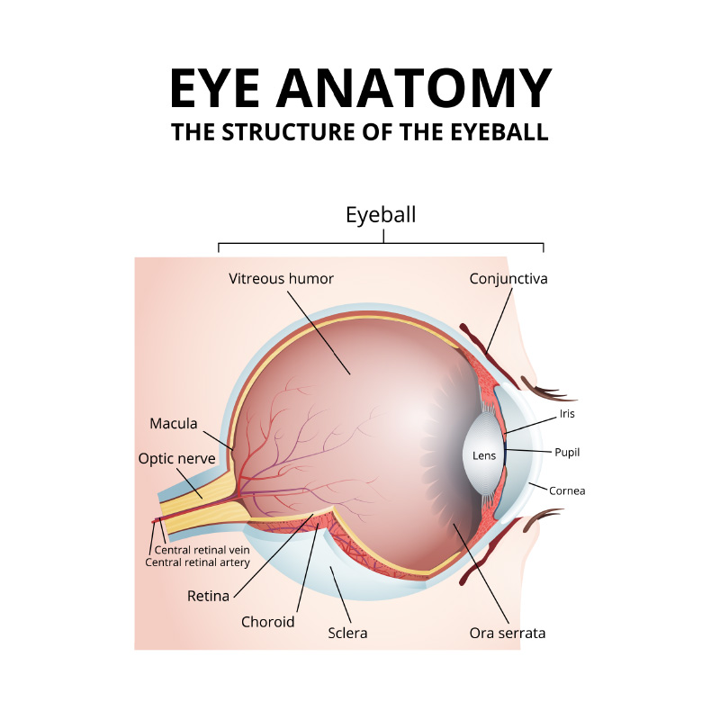Medical illustration of eye anatomy