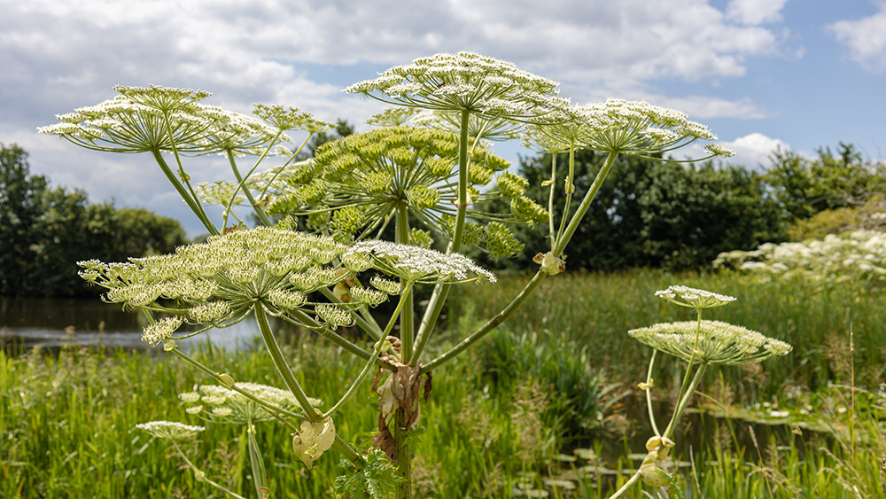 Huge green plant with white flowers and green leaves in a marsh