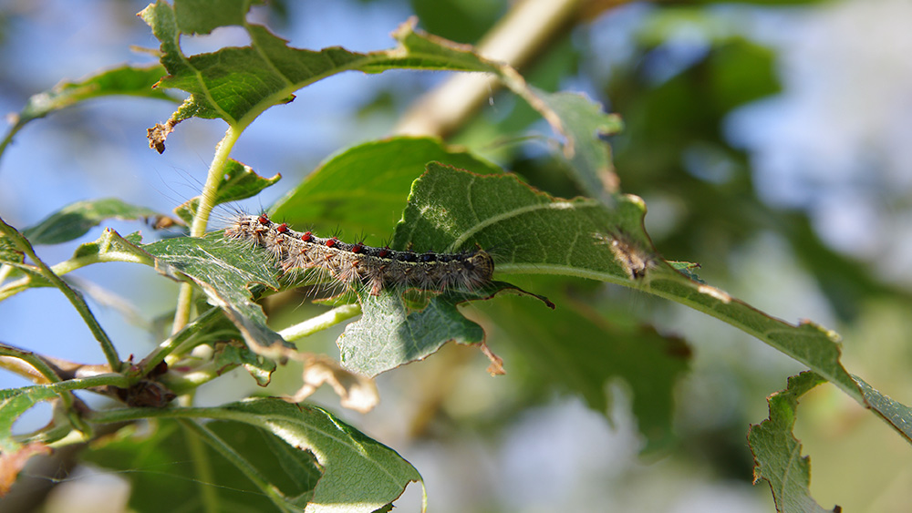 Gypsy moth (Lymantria dispar) on an apple tree closeup