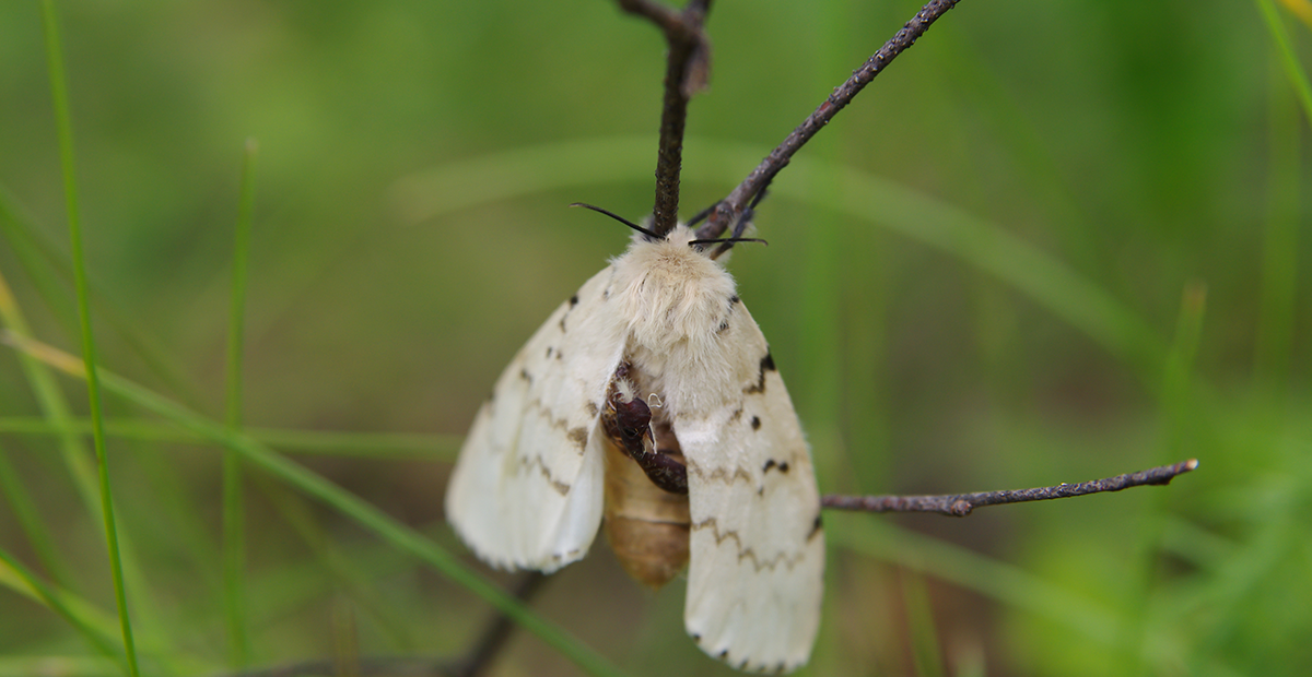 Gypsy moth (Lymantria dispar) on a twig in a forest