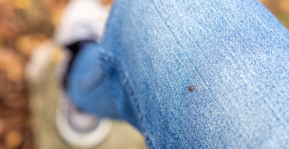 A small parasite mite found on the blue jeans, pant leg of a human
