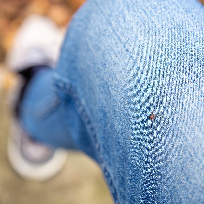 A small parasite mite found on the blue jeans, pant leg of a human