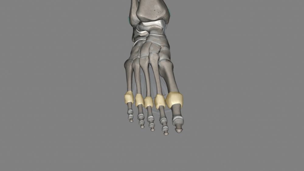 Medical illustration of metatarsal capsule