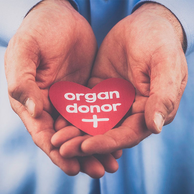 Two cupped hands holding a red paper heart with organ donor written on it