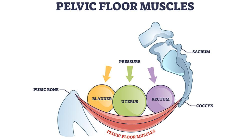 Graphic showing pelvic floor muscles supporting bladder uterus rectum