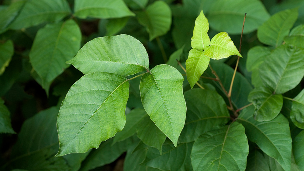 Green poison ivy plant