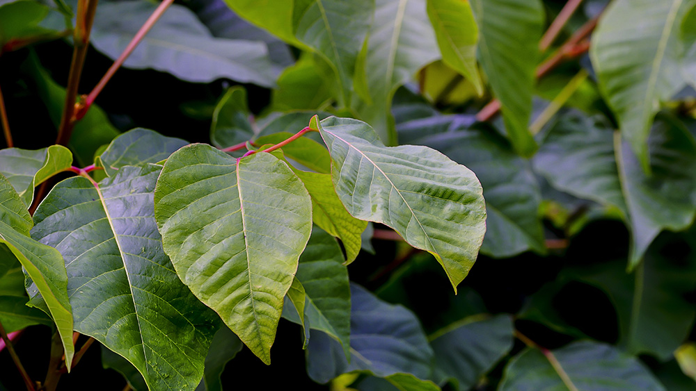 Green leaves with red branches in a forest