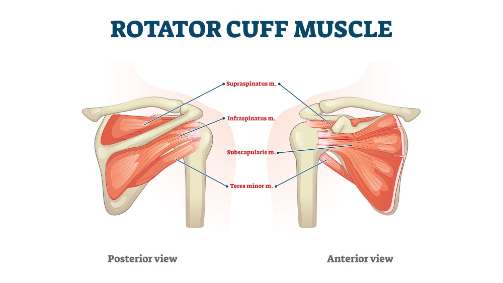 Medical illustration of rotator cuff muscle