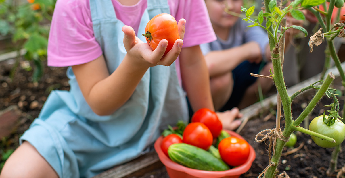 Children with grandfather gather organic tomatoes and cucumbers at a garden
