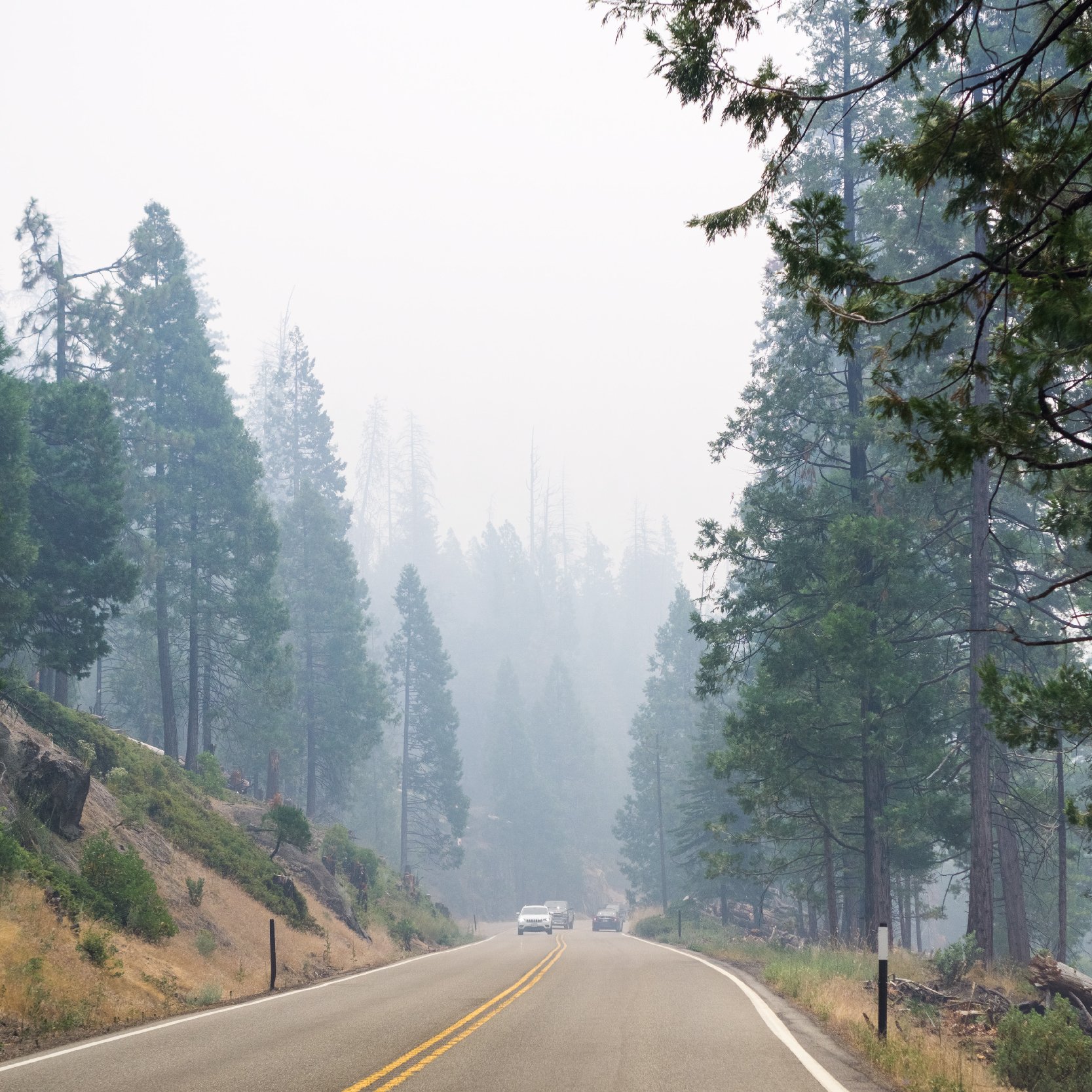 A highway through a forest wreathed in smoke from a wildfire