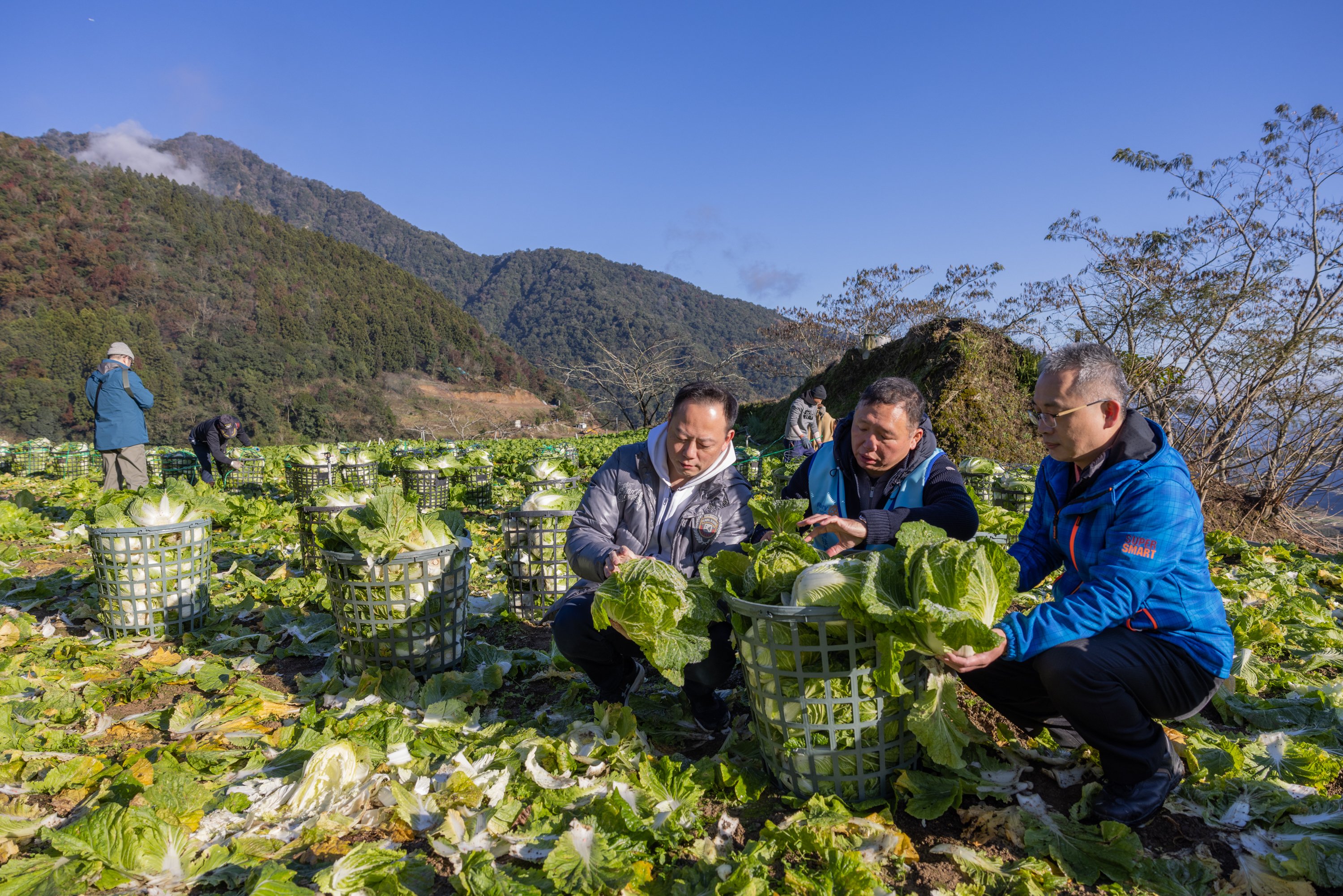 Des membres du Rotary récoltent des choux dans un champ à Yilan, à Taïwan.