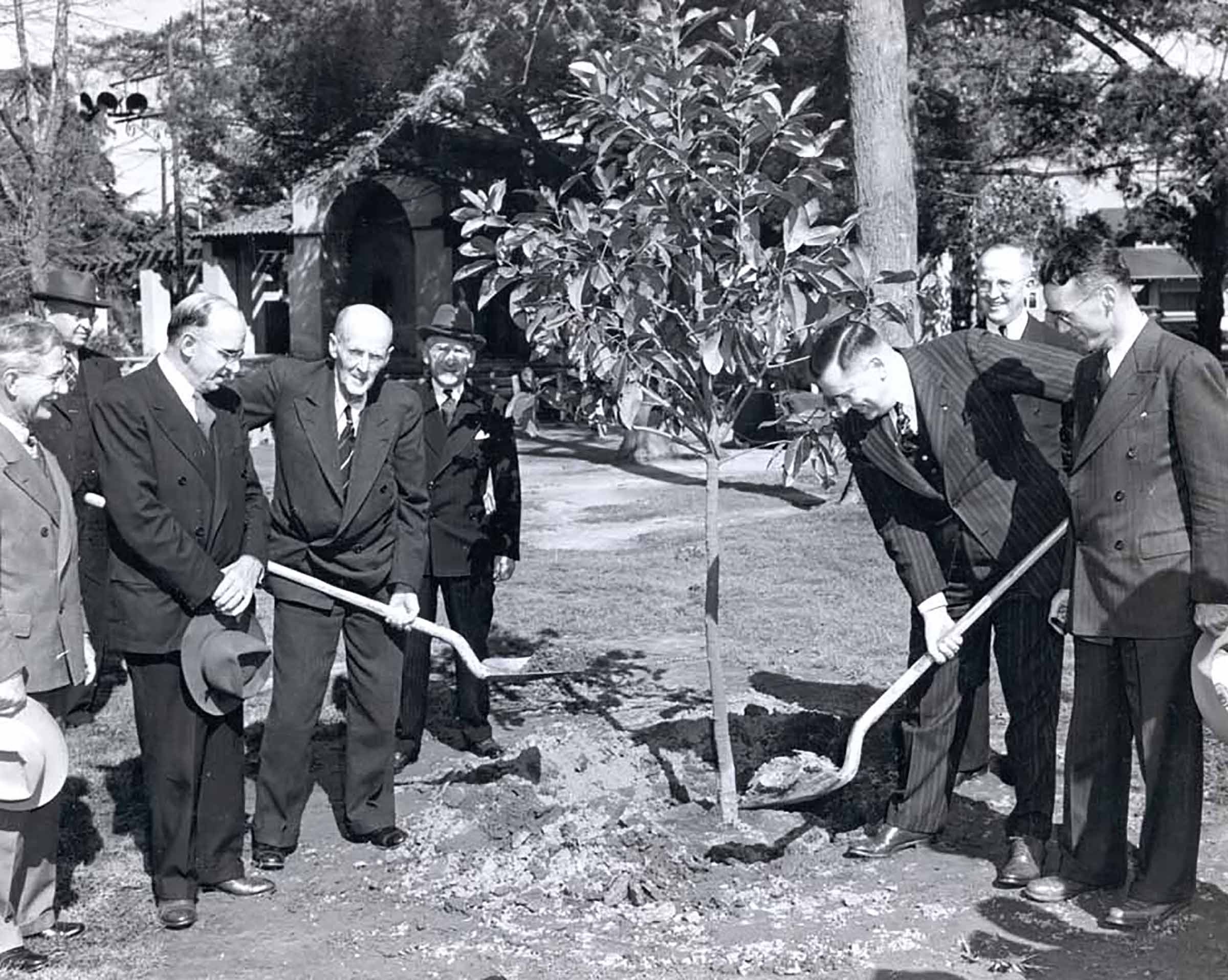 Paul Harris plants a friendship tree in Long Beach, California, USA. 1941. Appeared in "The Rotarian," July 1941.