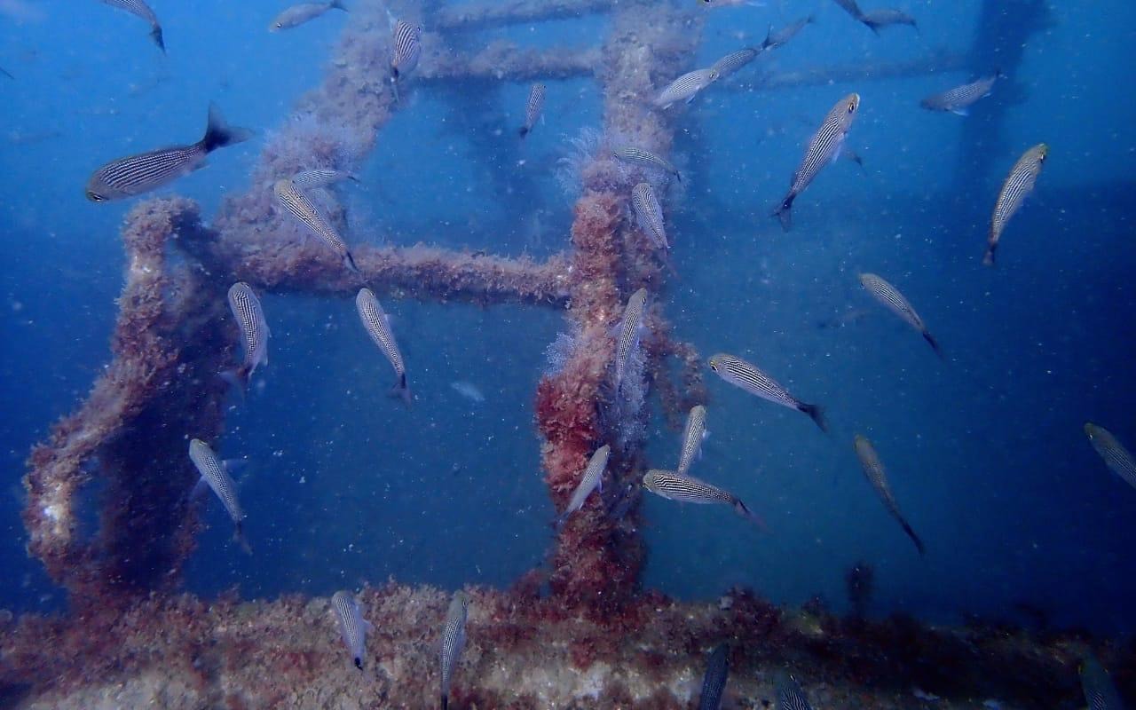 Marine life is swimming around a submerged skeleton of the first of two ships sunk in a planned chain of artificial reefs at Guaymas.