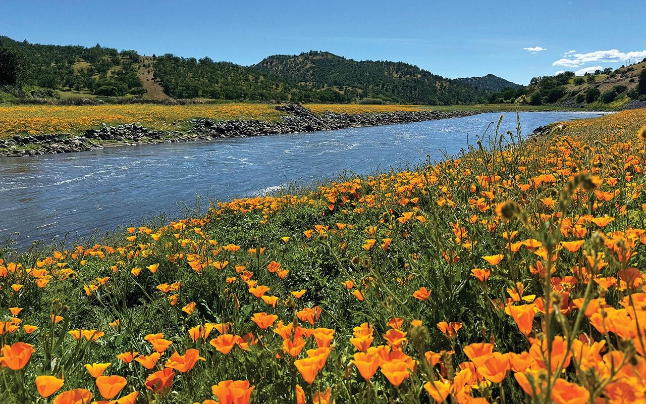 Wildflowers blooming along a riverbank with hills and blue sky in the background.
