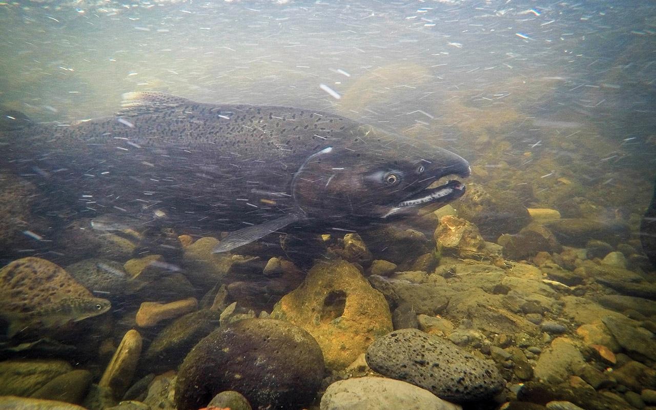 Fish swimming underwater above rocks on a streambed.