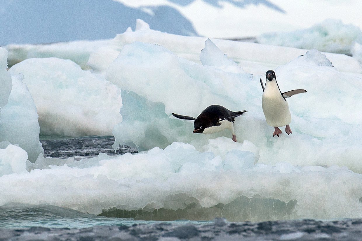 Two Adélie penguins jump from the ice. Ross Sea, Antarctica, 2017. Photo by Christian Clauwers.