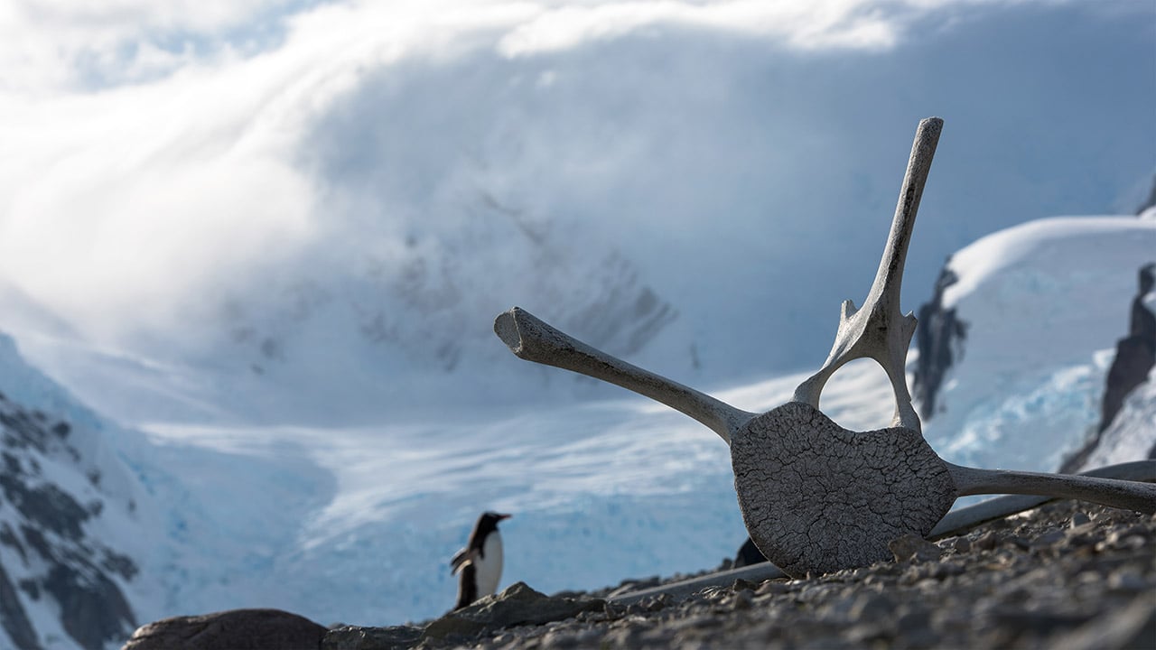 An Antarctic gentoo penguin wanders past a vertebra of a humpback whale. Danco Island, Antarctica, 2017. Photo by Christian Clauwers.