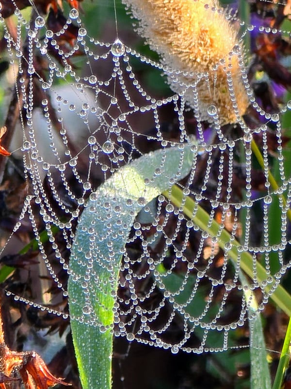 La rugiada del mattino impreziosisce una ragnatela intrecciata in modo intricato