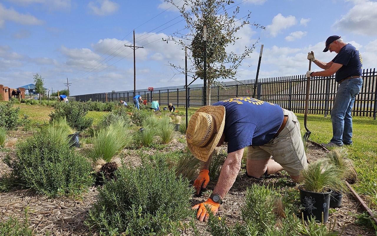 People planting native vegetation in a landscaped area while another person digs with a shovel in the background.