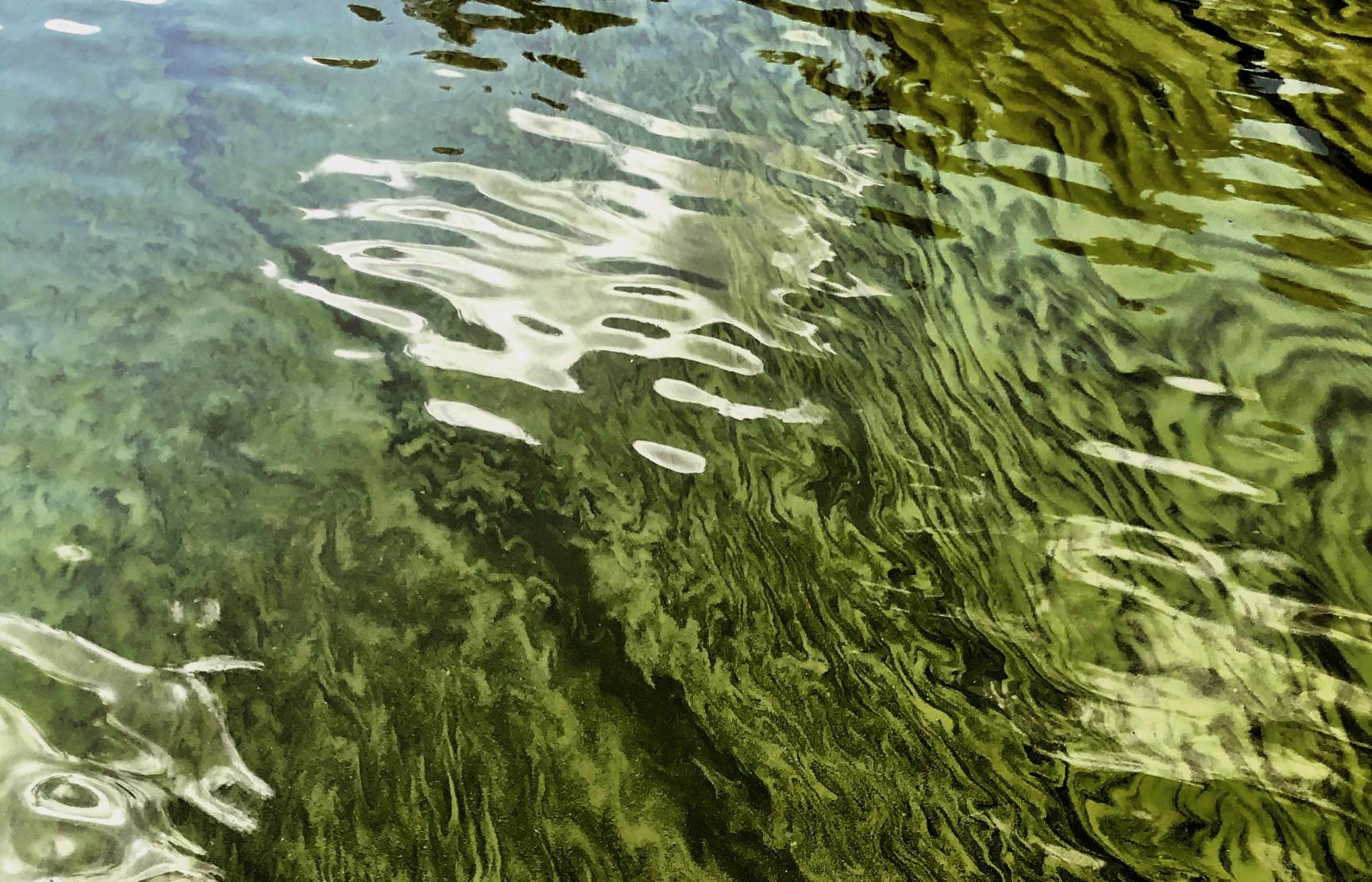 Water surface with submerged aquatic vegetation visible beneath rippling reflections.