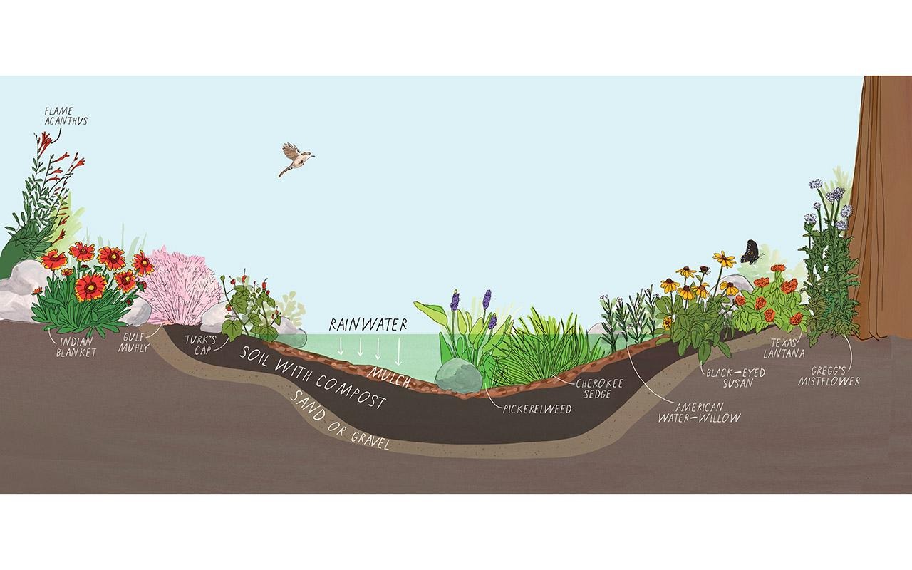 Cross-section diagram of a rain garden showing native plants, runoff flow, mulch, soil layers, roots, and groundwater infiltration.