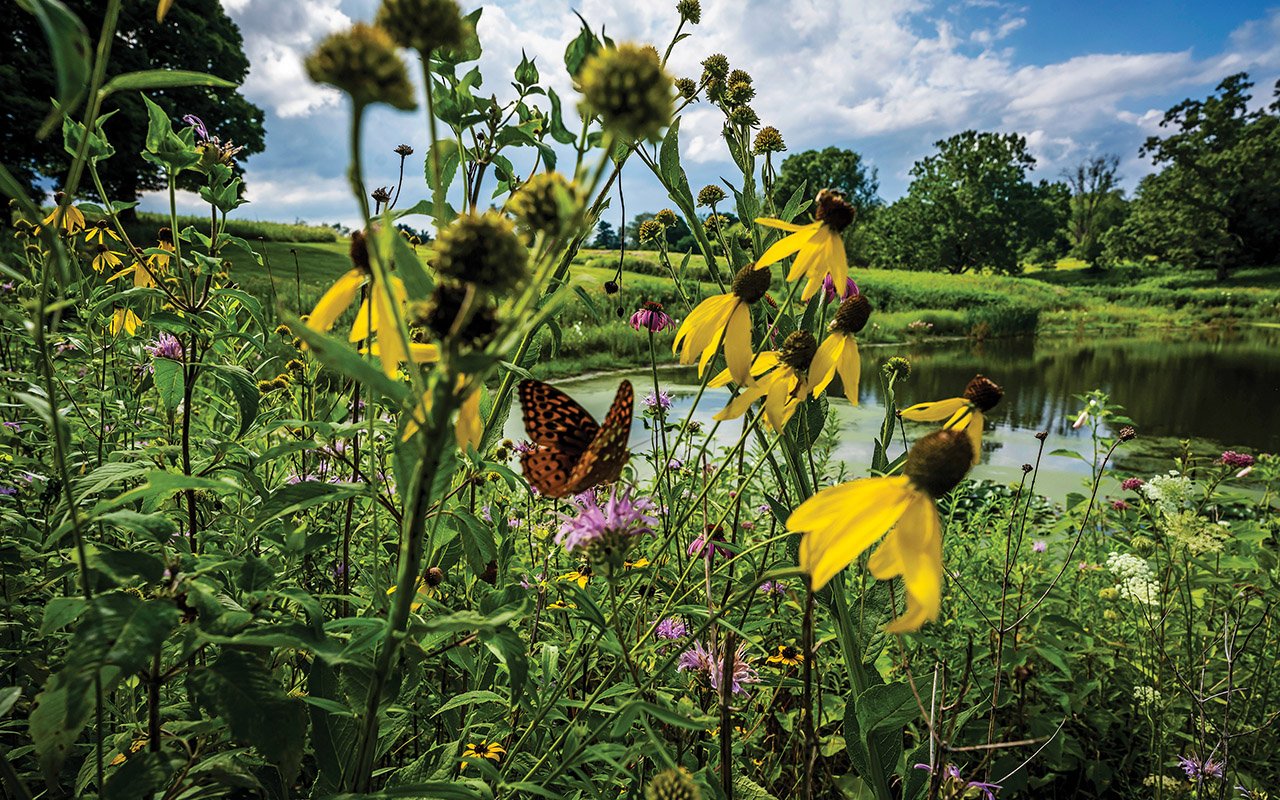 Yellow flowers and other blooming plants beside a pond in a garden landscape.