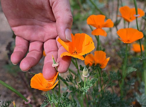 Hand touching an orange flower in a garden with other orange blossoms and green foliage.