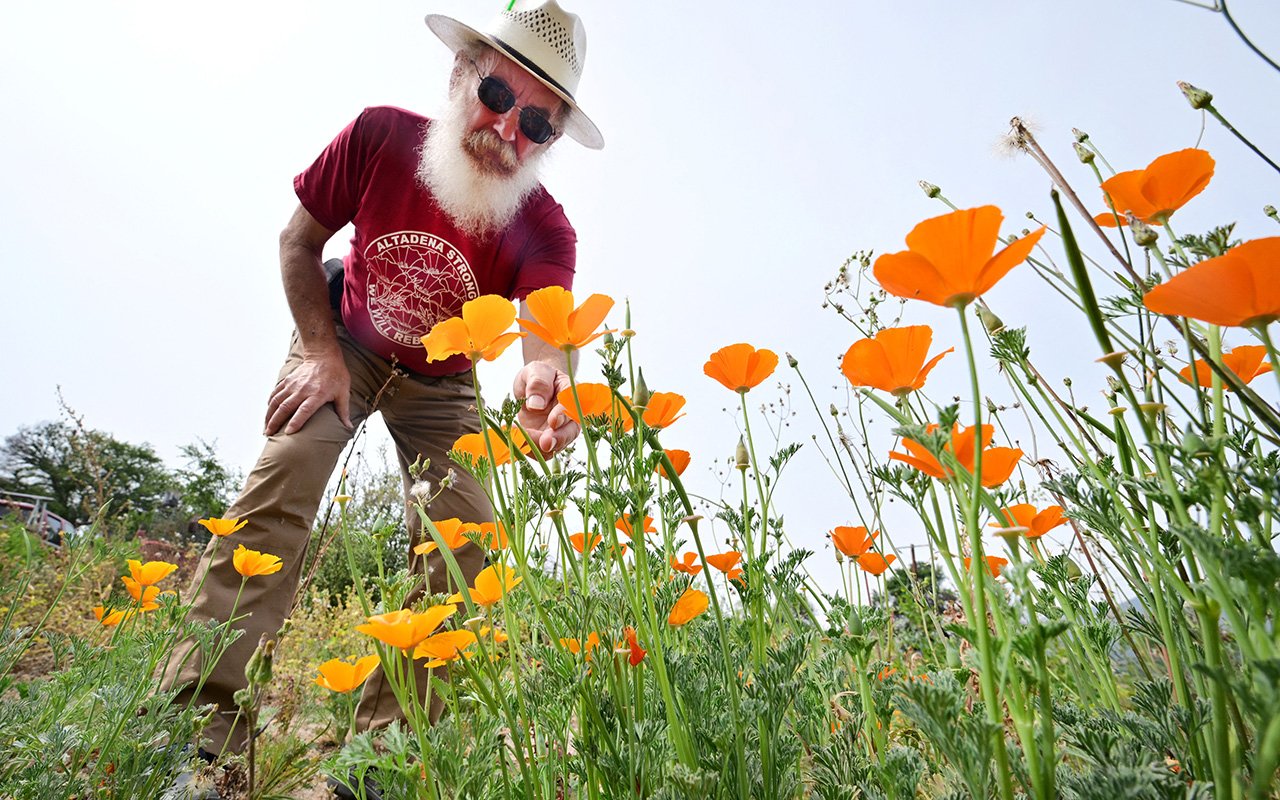 Person bending over to examine orange flowers in a garden.
