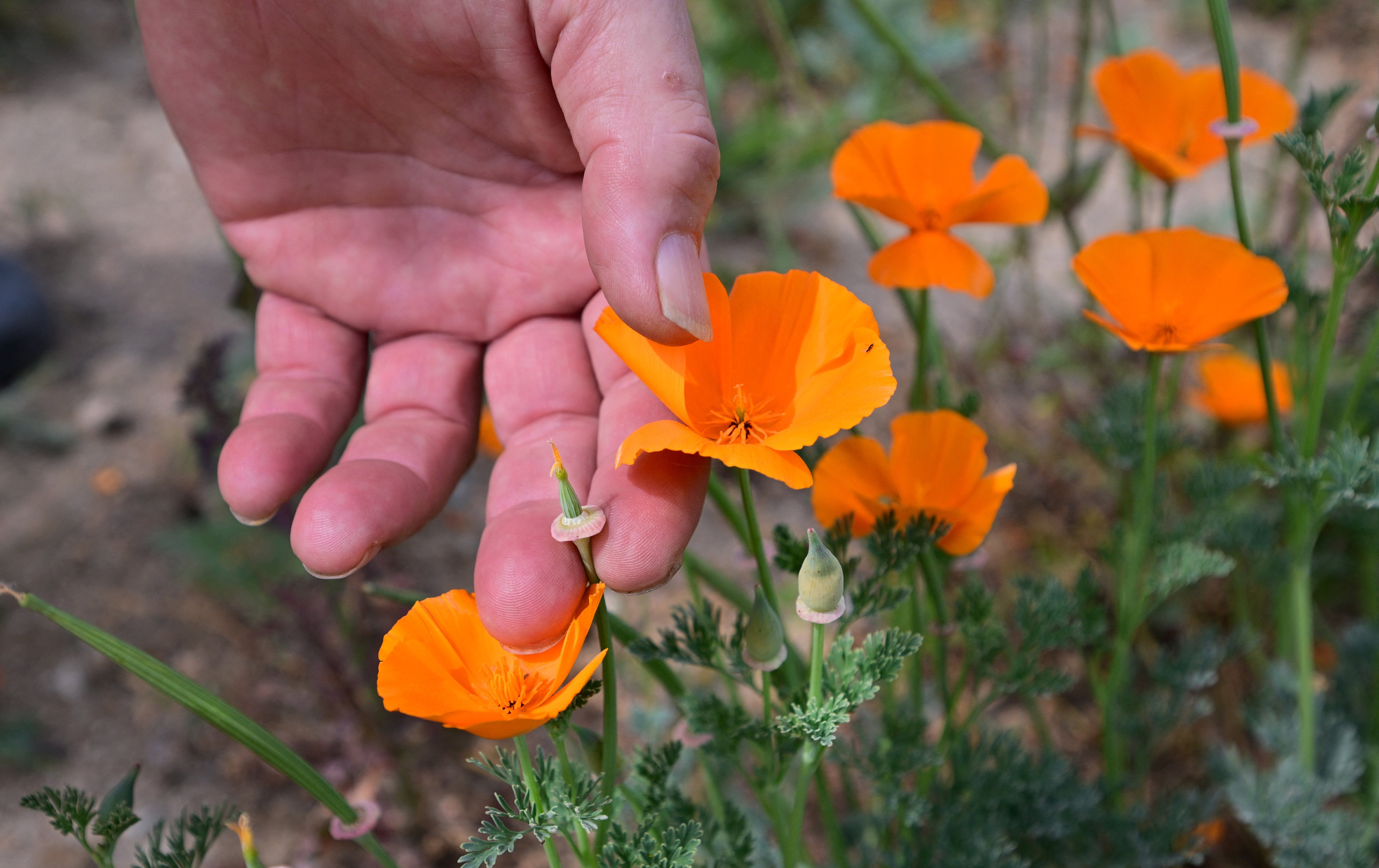 Hand touching an orange flower in a garden with other orange blossoms and green foliage.