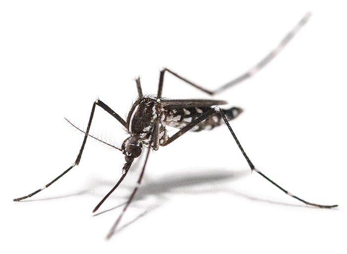 Close-up de um mosquito pousado sobre uma superfície branca.