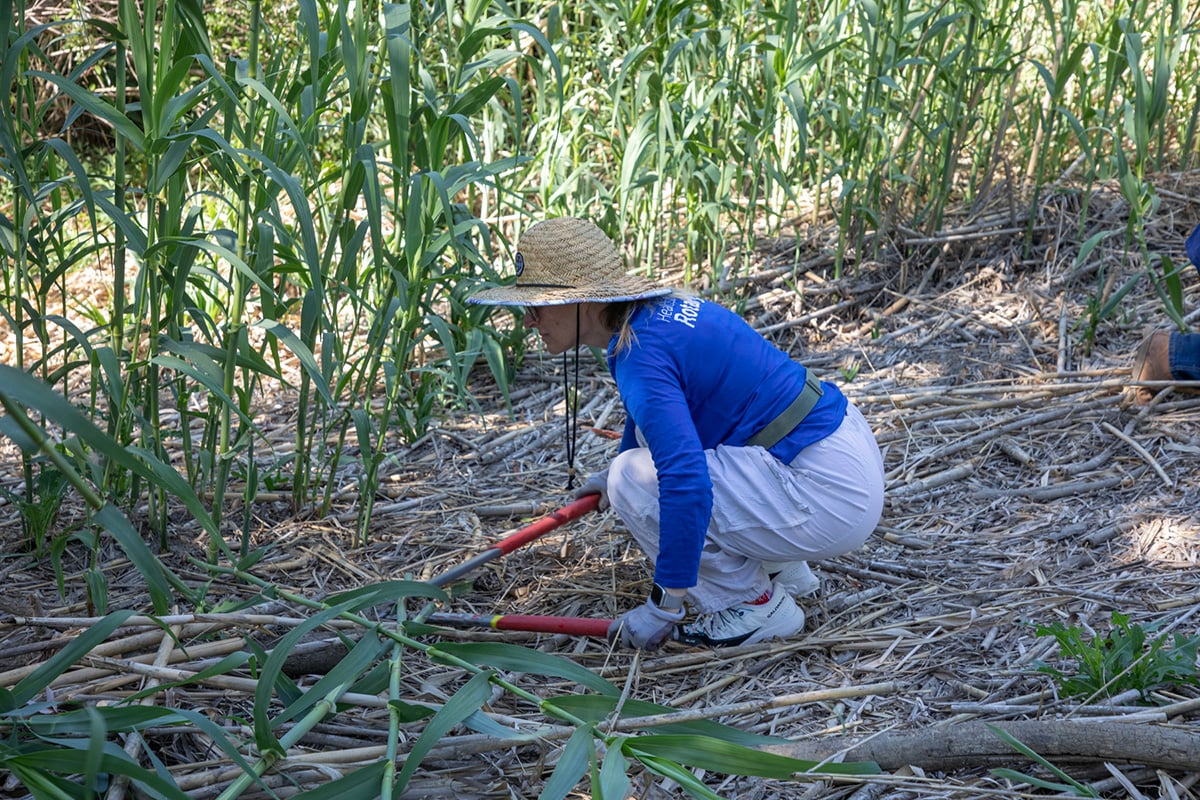 Volunteers cut down the giant reeds of Arondo