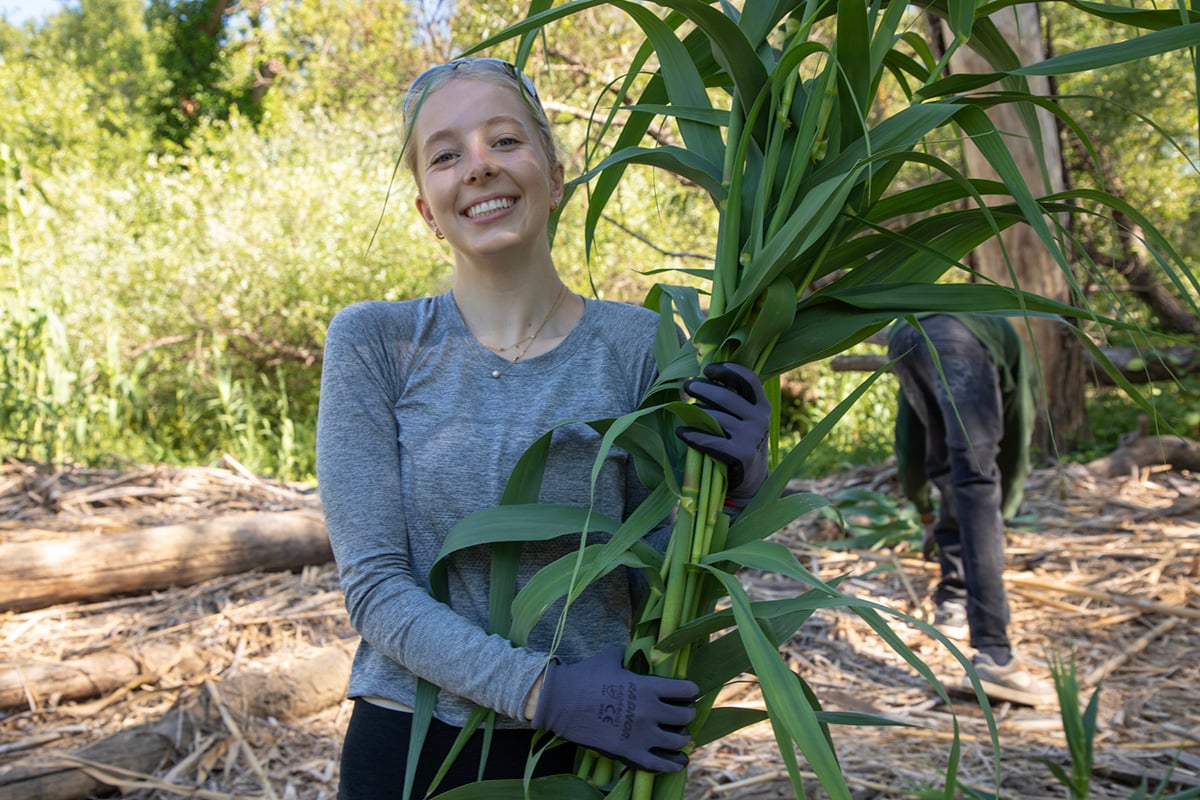 A  conservationists works to remove an invasive giant reed from parts of California’s Russian River watershed