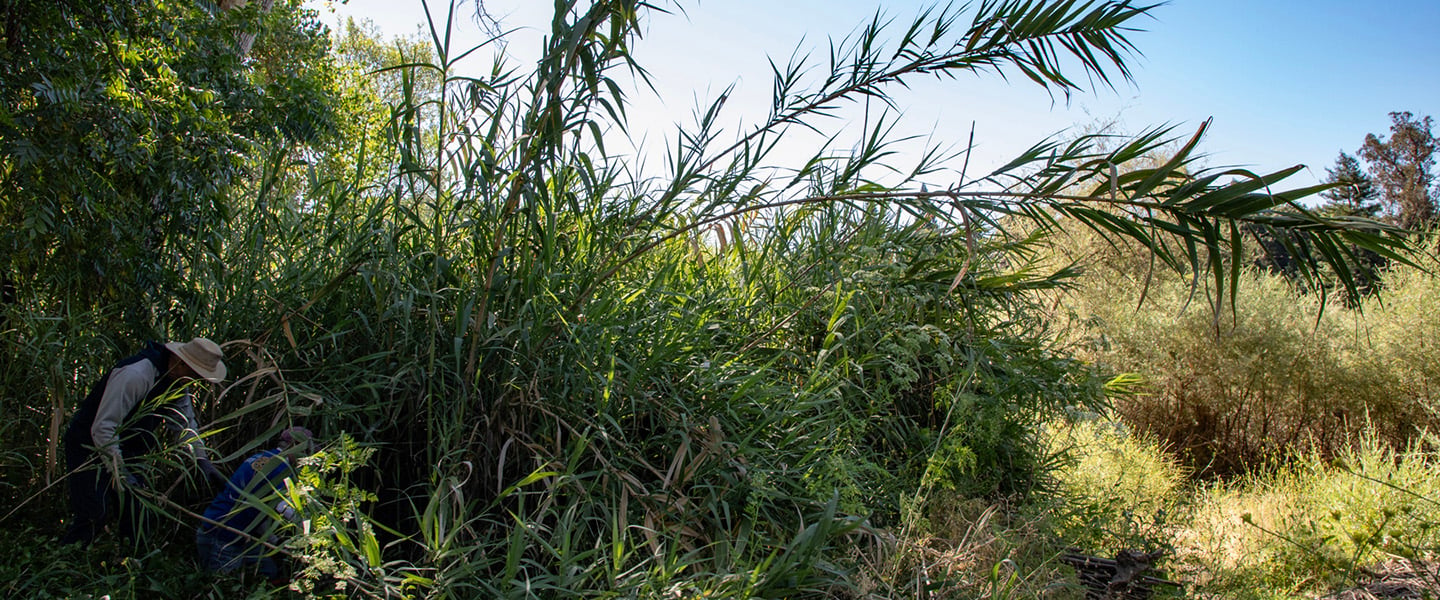 A volunteer works to root out an invasive plant, Arundo donax, commonly called the giant reed.