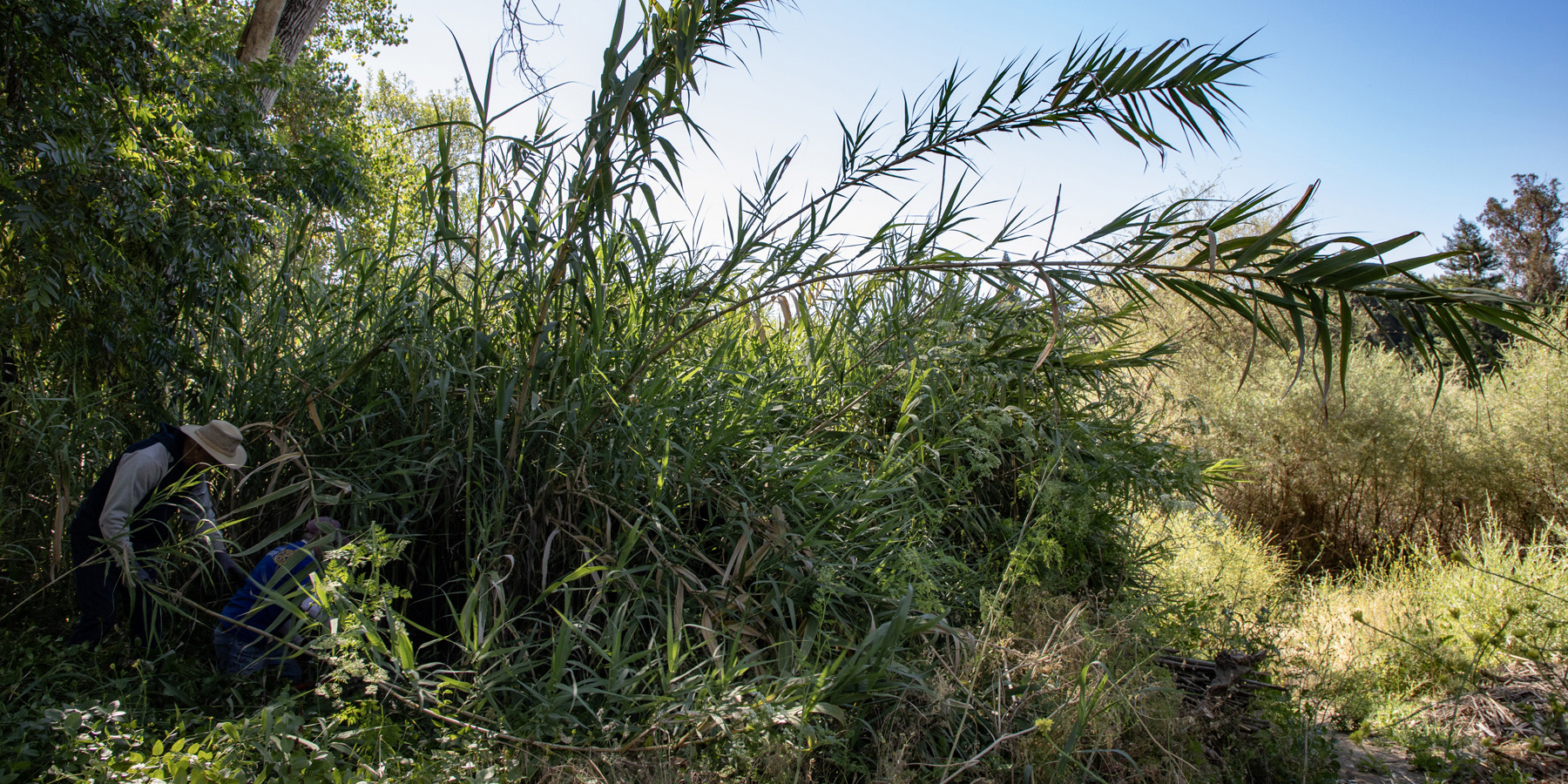 Volunteers root out an invasive plant with a fiery nature