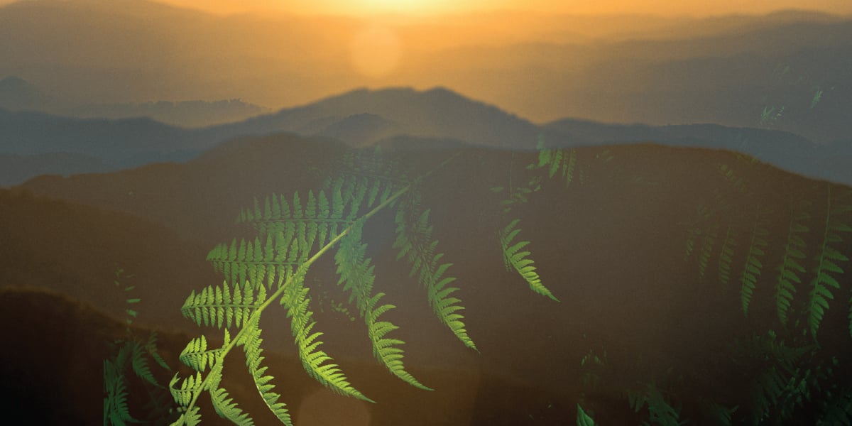 Mountains and leaves