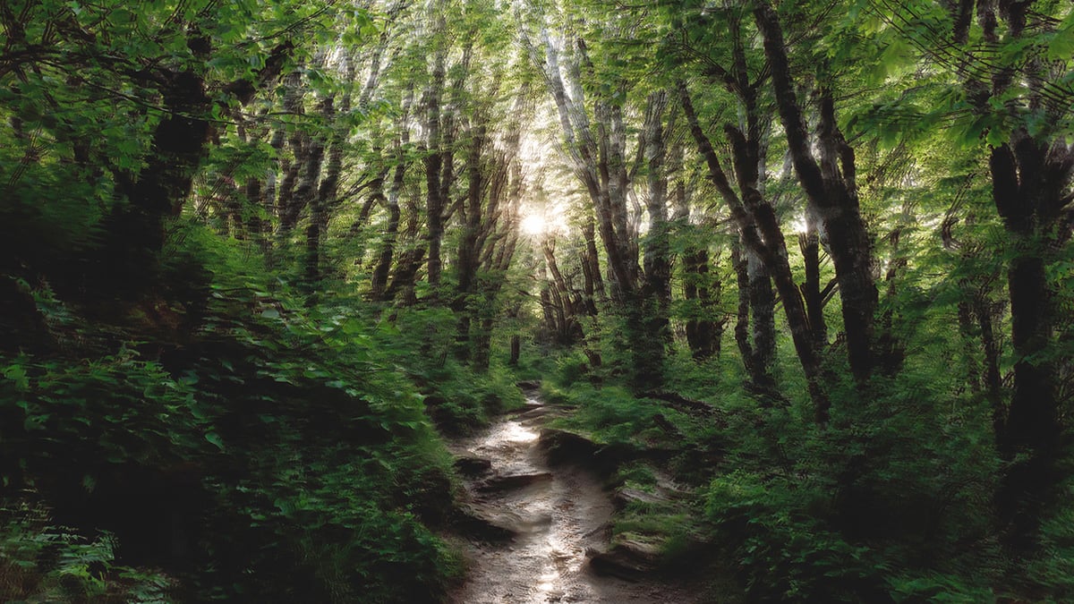 Light filters in between trees in the Appalachian Mountains
