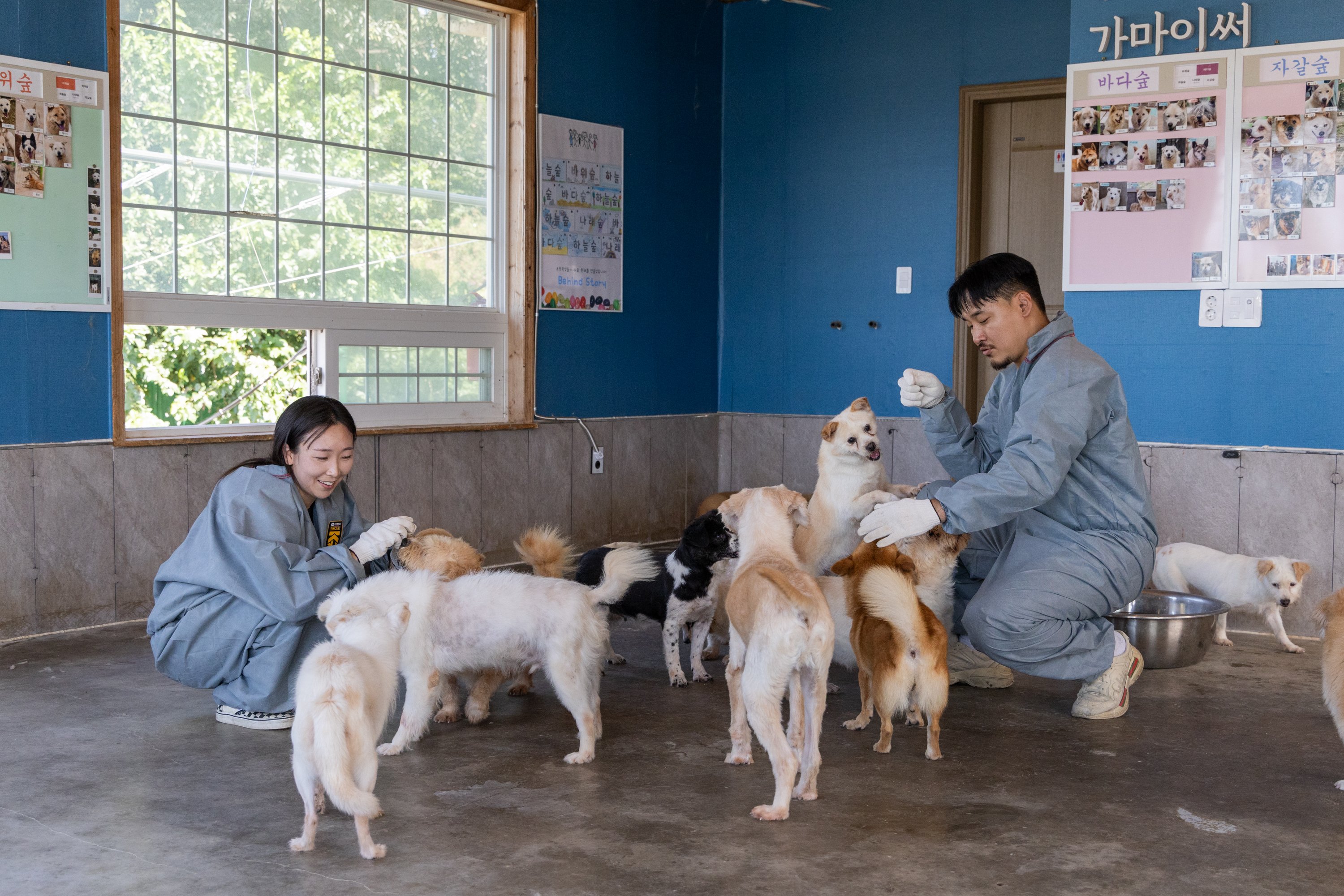Os voluntários do e-club Rotário de MZ interagem com cães em um abrigo em Icheon, na Coreia, onde ajudam com adestramento, limpeza e doação de suprimentos.