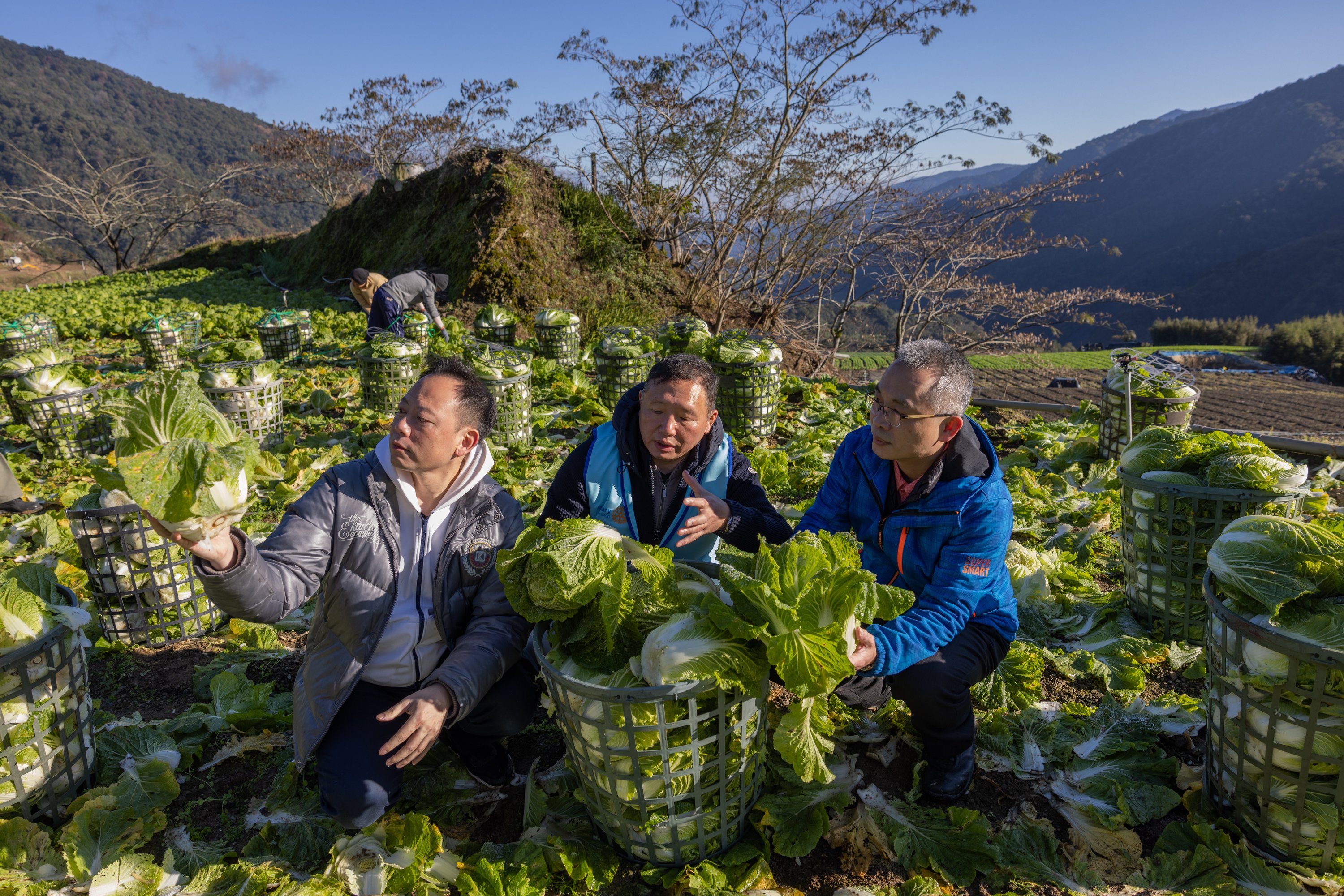 Trois personnes récoltent et tiennent de grosses têtes de chou dans un champ, avec des paniers et des montagnes en arrière-plan.