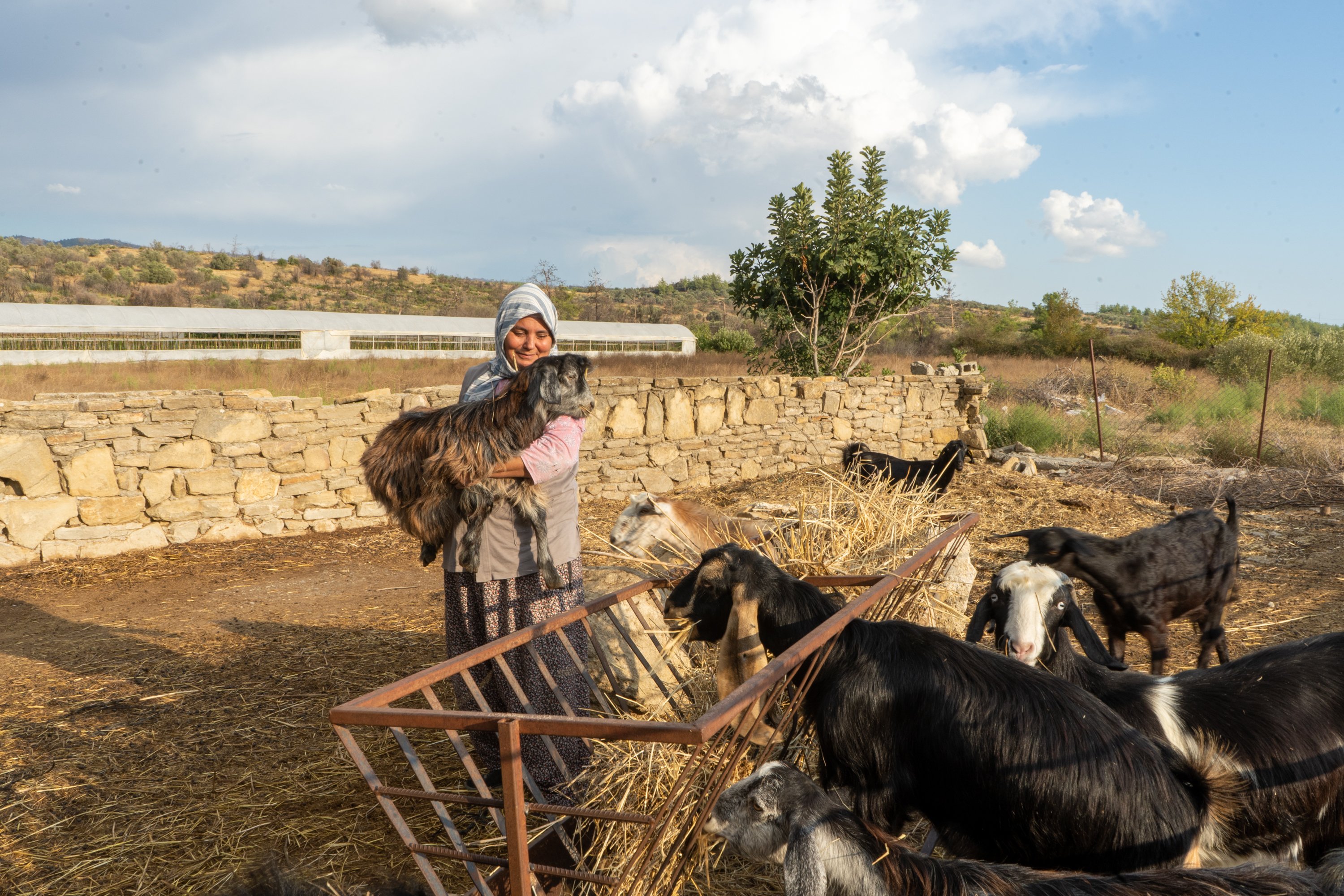 A goat herder feeds goats from a trough in a dirt yard beside a low building with hills in the background.
