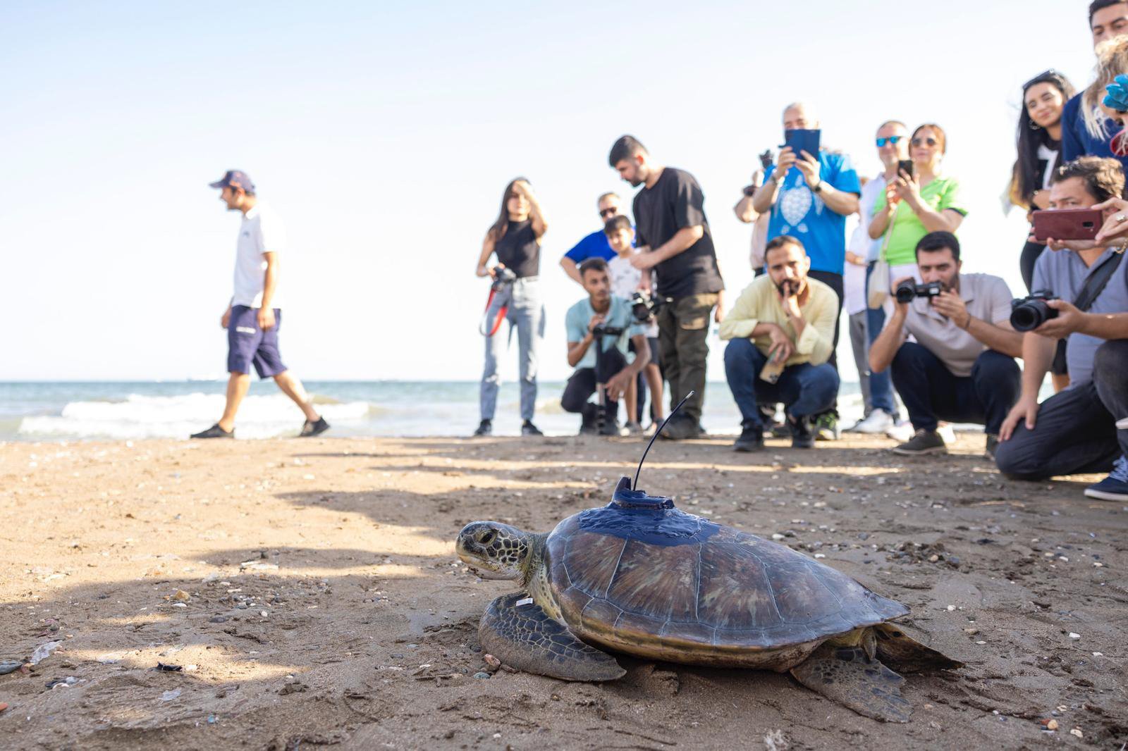 Sea turtle fitted with a tracking device crawls on sandy beach as people observe and take photos in the background.