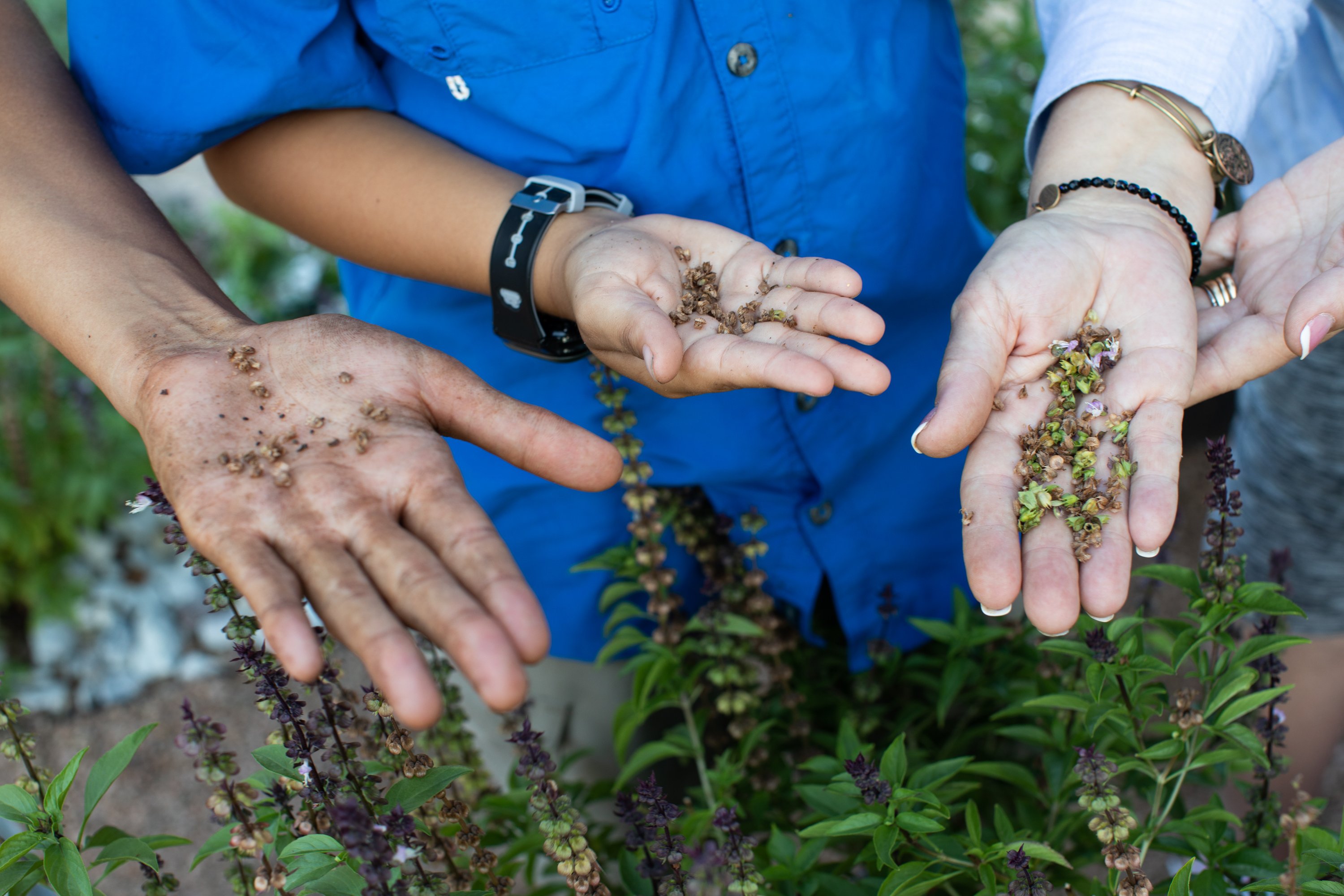 Tre persone tengono dei semi tra le mani sopra un orto di erbe aromatiche, con delle piante verdi visibili sotto.