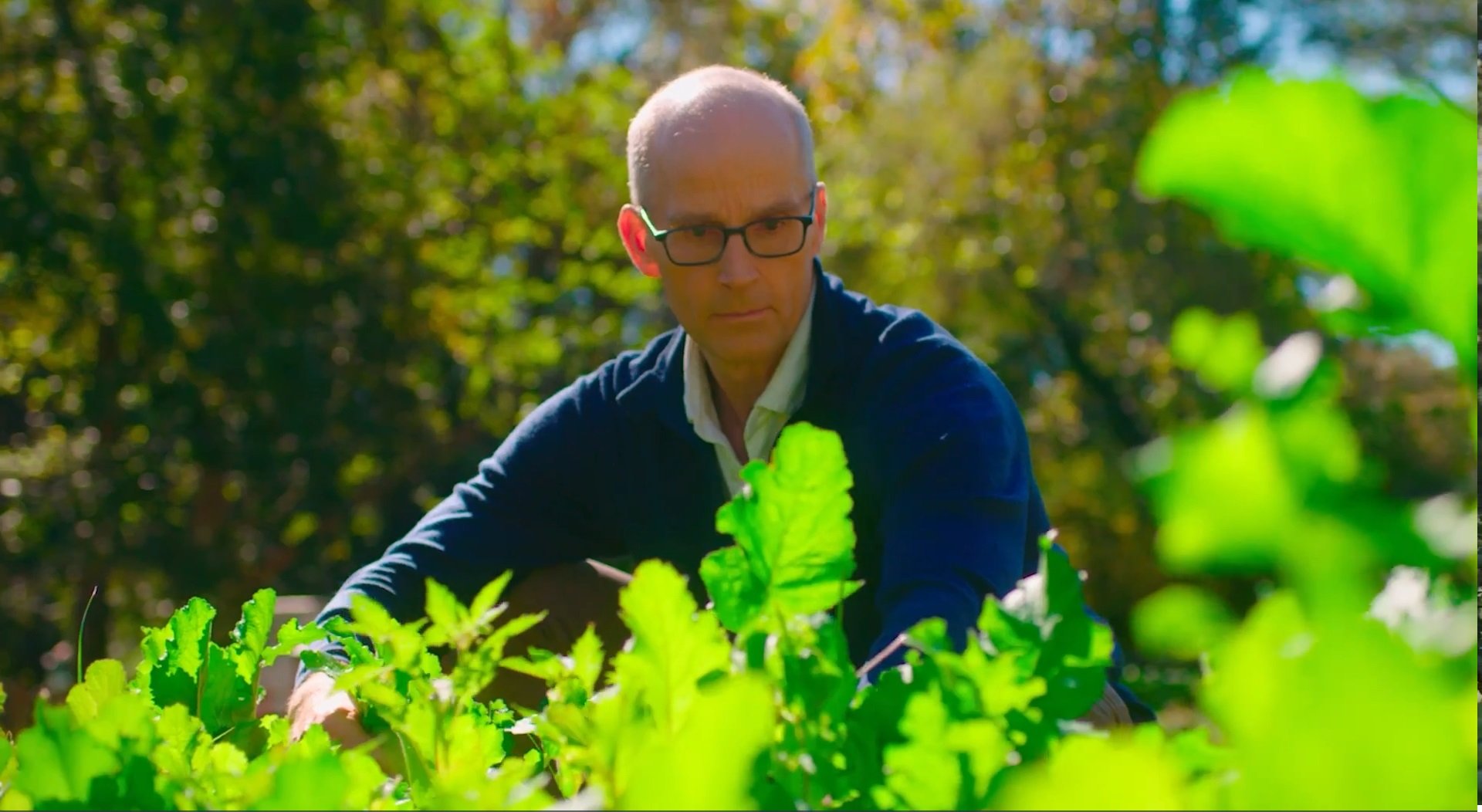 Person tends leafy green plants in a garden bed outdoors with trees and sunlight in the background.