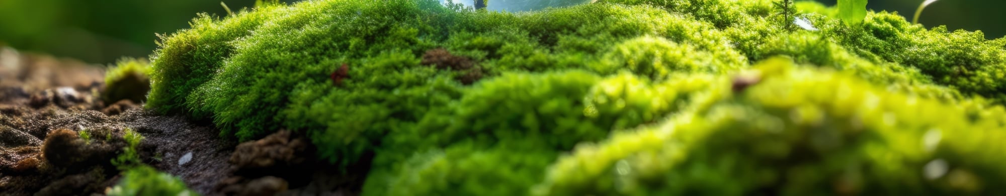 Sustainability GHG AdobeStock_918388851_2000x390 banner