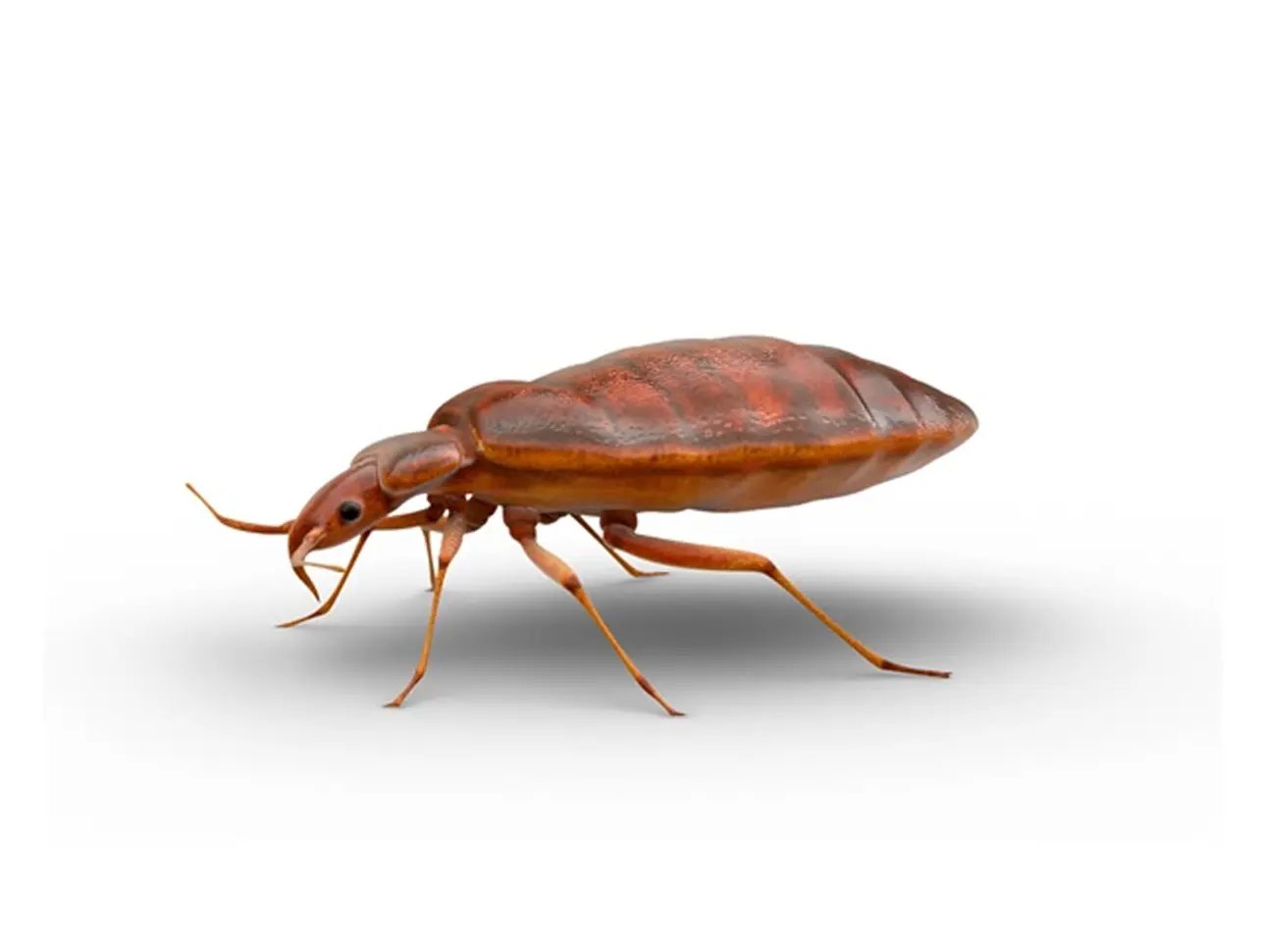 Insectos – Chinches | Baygon® – Su marca especializada contra insectos